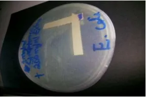 Fig. 2. Effect of the combination of 1mg/ml of streptomycin with 200mg/ml of the stem bark of Blighia sapida against Staphylococcus aureus showing antagonistic response