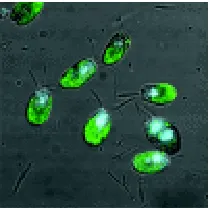 Fig. 1. Confocal microscope image of the microalgae species Tetraselmissuecica, provided courtesy of Dr Emily Roberts, Swansea University (13)