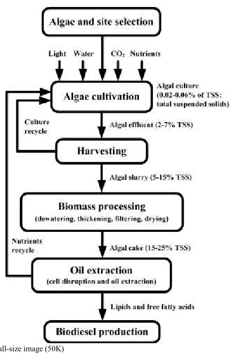 Fig. 2. Biodiesel production from microalgae. It shows a schematic selection of microalgae species depending on local specific conditions and representation of the algal biodiesel value chain stages, starting with the the design and implementation of culti