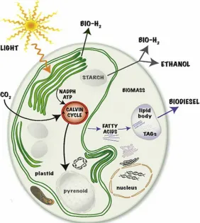 Fig. 3. Metabolic pathways in green algae related to  bio fuel and bio hydrogen production
