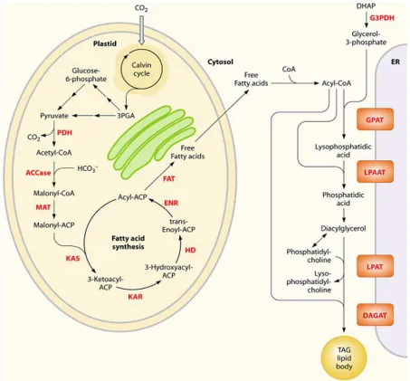 Fig. 4. Simpliﬁed overview of the metabolites and representativerepresentative pathways in microalgal lipid biosynthesis shown in blackwhile tags may be assembled at the ER