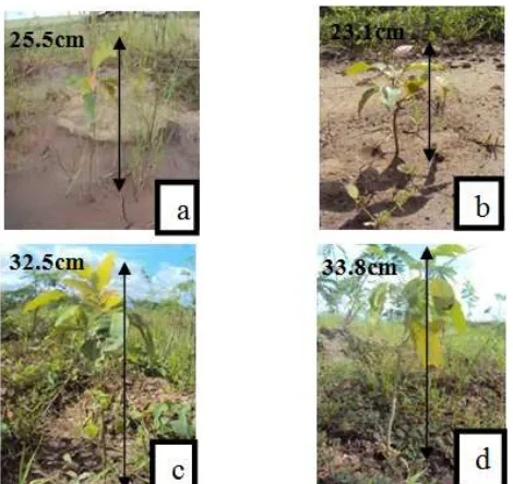 Figure 1. Growth of Khaya anthoteca on the field: a) Paddy husk compost b) Without Compost c) Salvinia natans compost d) Mixed compost