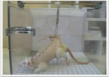 Figure 1. Experimental animal in the stand for microgravity modeling. 