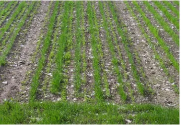 Figure 1 Establishment of hybrid ryegrass with white clover between grass drills    