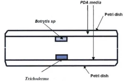 Figure 2. Confrontation between Botrytis and Trichoderma strain by direct contact on PDA medium
