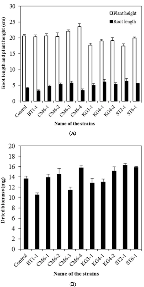 Figure 2．grown in Hoagland liquid medium inoculated with different bacterial strains  Root length, plant height and dried biomass of rice seedlings at day 7 after transplanting (bars indicate ± standard deviation)