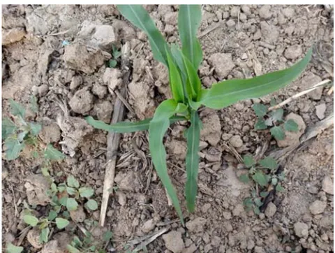 Figure 1. Image in corn seedling with weeds, straw, soil and gravel. 