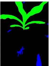 Figure 6. Result of identifying corn seedling and marking corn seedling root. 