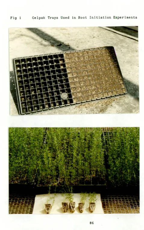 Fig 1  Celpak Trays Used in Root Initiation Experiments 