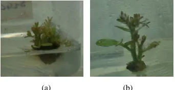 Table 3. Effect of various level of concentration of BAP on different morphogenetic responses of C