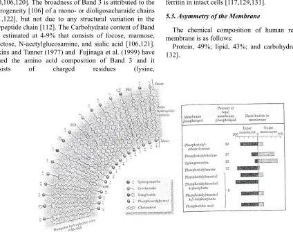 Fig. 12. Lipid bilayer asymmetry. 
