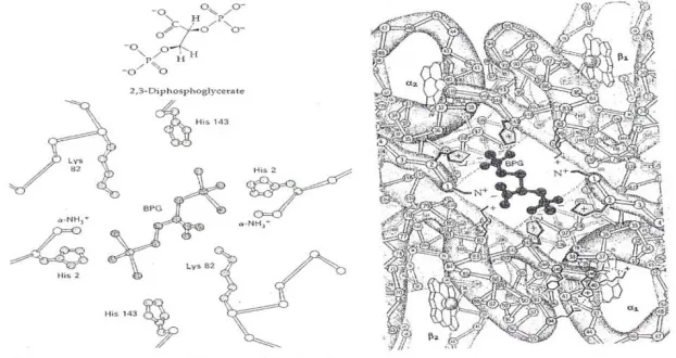 Fig. 5. 2, 3 –DPG binding in deoxyhaemoglobin. 