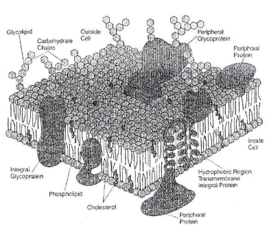 Fig. 13. The fluid-mosaic model of membrane structure updated. 