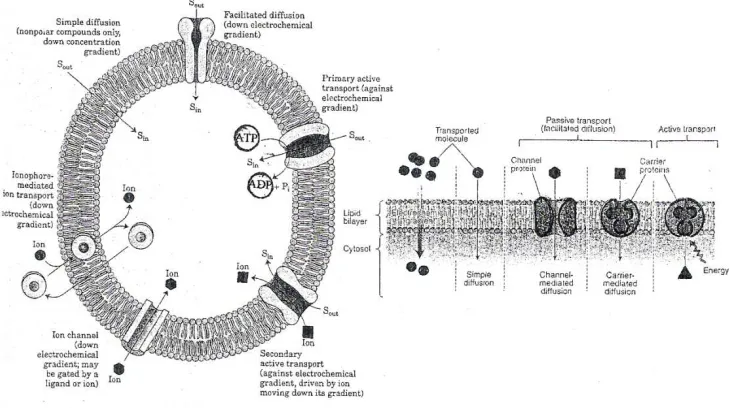 Fig. 14. Types of transport. 