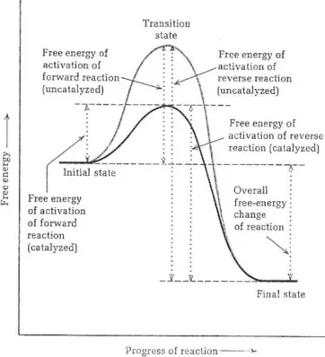 Fig. 17. Graphical determination of  Vmax and Km  . 