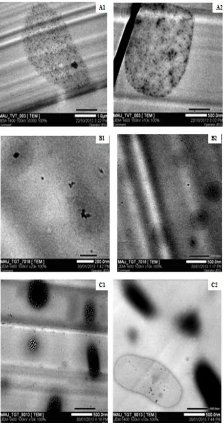 Figure 2. TEM electron micrographs of cells. (A1) curved rod-shaped cell of TVT003L isolated (x5000), (A2) straight rod-shaped cell of strain TVT003L (x10,000), (B1, B2) rod-shaped cell of strain TGT018L (x20,000, 10,000 respectively), (C1, C2) rod-shaped 