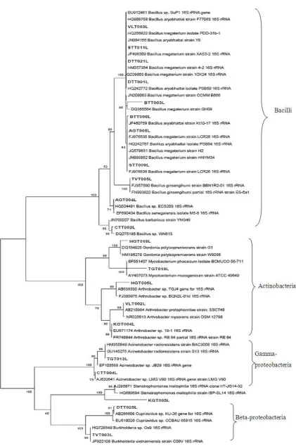 Figure 3. Phylogenitic tree for partial 16S rRNA gene sequences from 21 isolates by using universal primers (27f and 1492r) showing relationships between representative strains along with related sequences retrieved from GenBank