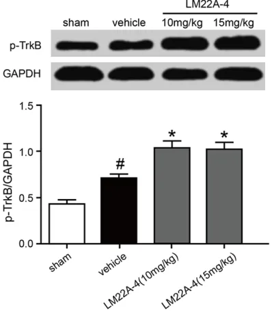 Figure 1. Influences of LM22A-4 treatment on p-TrkB expression of injured spine cord tissue