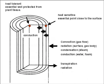 Figure 3. Heat transfer mechanism in thermal weed control and model of a heat tolerant and a heat sensitive plant (Bertram 1996, 1997, 2001, 2002a)