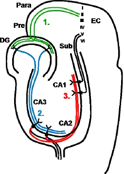 Figure 1.2. Hippocampal organization and the trisynaptic pathway.  Transmission from layer II of the entorhinal cortex (EC) enters the dentate gyrus (DG) through the perforant pathway (into area CA3 via the mossy fiber pathway (persists into area CA1 (subi