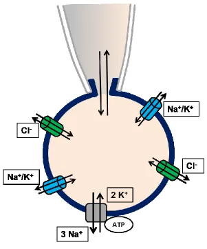 Figure 2.1. Schematic of whole-cell recording configuration. One of several configurations of patch-clamp electrophysiology
