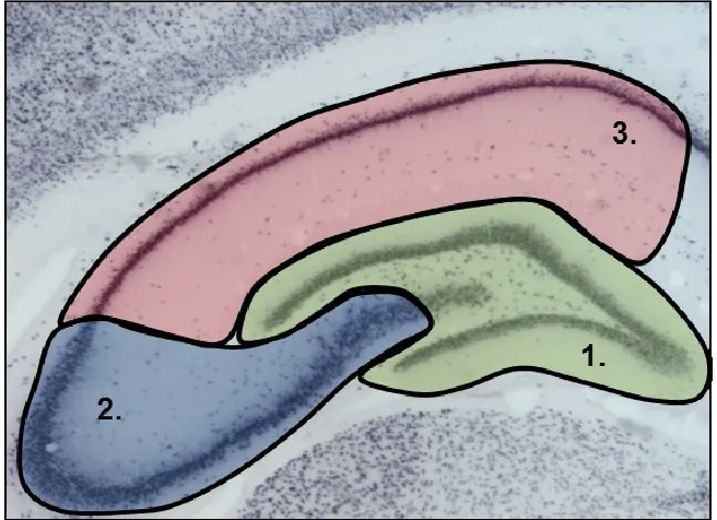 Figure 2.3. Microdissected hippocampal regions for western blot 