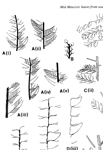 FIG. 2A(i-v) • from (i); -Cladophlebis indica (Oldham & Morris) Sahni & Rao showing various forms ofpinnules from Z2298