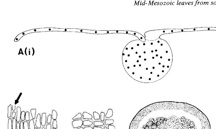 FIG. 3A(i-ii) -showing distribution bundles 100; Pachypteris Otozamites sp. (i) cross-section of petiole and lamina