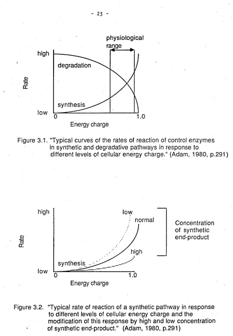 Figure 3.1. "Typical curves of the rates of reaction of control enzymes in synthetic and degradative pathways in response to 