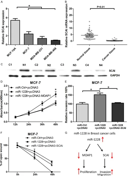 Figure 4. MOAP1 and SCAI can reverse miR-1228 induced cell proliferation, invasion and migration