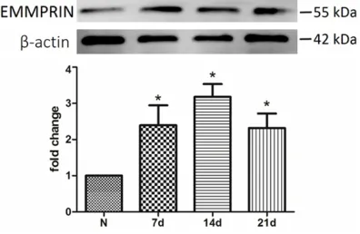 Figure 1. EMMPRIN expression was increased in pressure ulcers. Western blot analysis showed that the expression of EMMPRIN was detectable both in normal and pressure ulcer tissue and was signifi-cantly higher in pressure ulcers