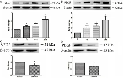 Figure 3. EMMPRIN antibody did not affect the activity of gelatinase in pressure ulcers