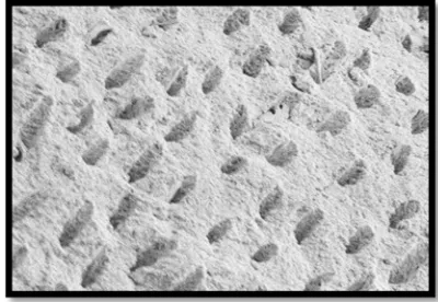 Figure 6. SEM Score 2, at 1mm Level In Group B (One Shape). 