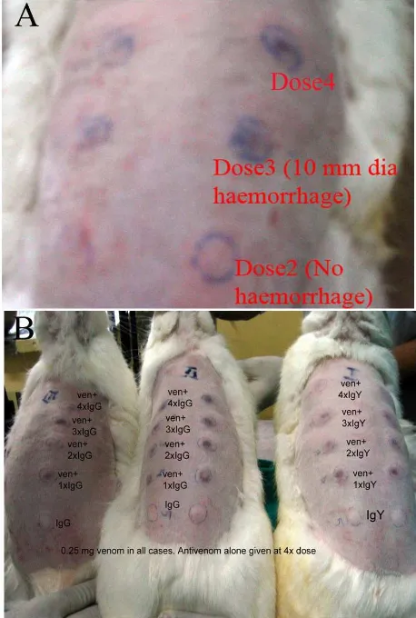 Fig. 4. Representative images of the experiment. A, injection site: B, infusion in progress: C, Set up for infusion