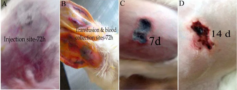 Fig. 5. Representative images showing recovery. A, venom injection site after 72h; B, infusion site after 72: C, injection site after 7 d and D, injection site after 2 wks