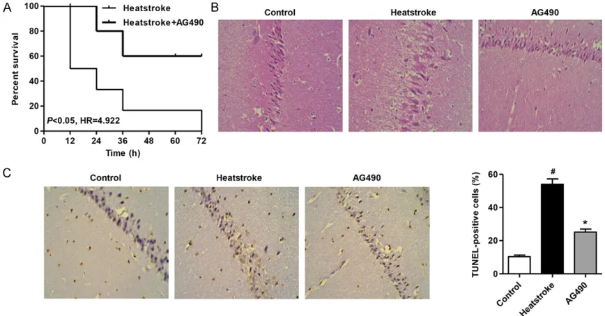 Figure 1. Histological examination of neuronal damage and TUNEL-positive cells. A. Survival analysis showed that heatstroke rats had a poor prognosis compared to heatstroke rats with AG490 treatment