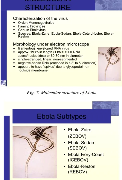 Fig. 10. Transmission pattern of Ebola  
