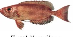Figure 1. Moontail bigeye 