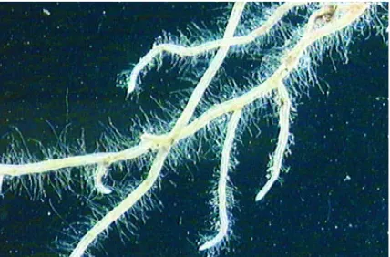 Figure 2. Root hairs from wheat and barley accessions with the lowest or highest values of root hair density, recor-ded in field with limited nutrient supply
