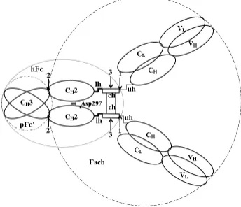Figure 1. General scheme of IgG structure. It should be noted that hinge of Facb fragment of IgG3 formation; (3) – papain, resulting in Fch fragment of IgG3 formation