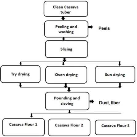 Figure 1. Preparation of different cassava flours. 