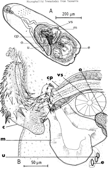 FIG. 4 _ Maritrema eroZiae. A: gravid adult, ventral view; B: flattened gravid adult, detail of everted cirrus, dorsal view