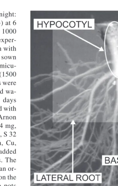 Fig. 1. Hypocotyl, basal roots and lateral roots of lettucewere separated manually and analysed by digital imageanalysis (Photo: Asko Simojoki).