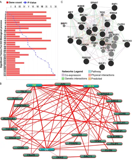 Figure 3. Bioinformatic analysis of different expressed genes. A. Biological processes of different genes related to ovarian cancer