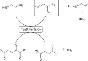 Figure 3. Structure of blue reaction product of taurine and ninhydrin given by Draganov[6] 