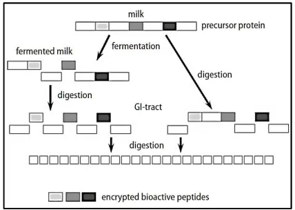 Figure 1. Scheme of peptides released from precursor proteins [62] 
