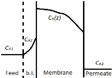 Figure 3. Partitioning influence in a solute-membrane affinity system with positive separation (e.g., toluen water-cellulose acetate membrane) [5]