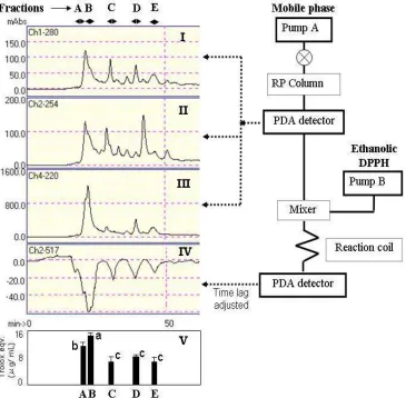 Figure 1.Screening of radical scavenging compounds through online HPLC DPPH system. I, II and III: chromatogram at 280, 254 and 220 nm respectively; IV: chromatogram after reaction at 517 nm; V: radical scavenging activity compared to trolox
