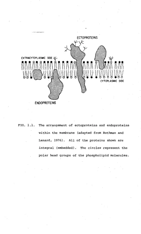 FIG. 1.1. The arrangement of ectoproteins and endoproteins 