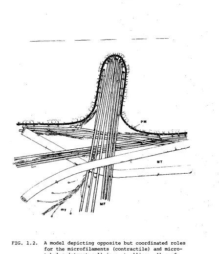 FIG. 1.2 A model depicting opposite but coordinated roles for the microfilaments (contractile) and micro-